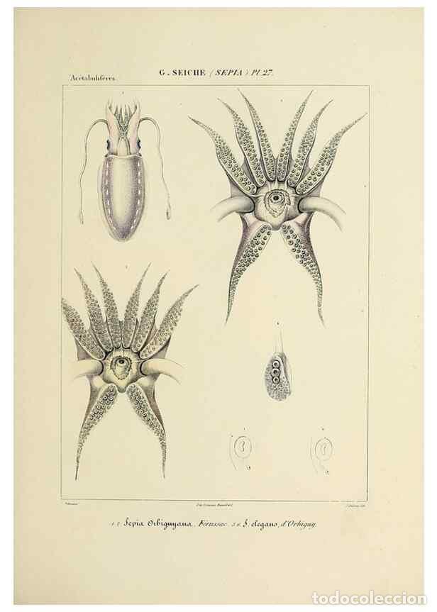 Collection Magazines and Newspapers: Reproducci&oacute;n/Reproduction 49435154527: Histoire naturelle, g&eacute;n&eacute;rale et particuli&egrave;re des c&eacute;phalopodes