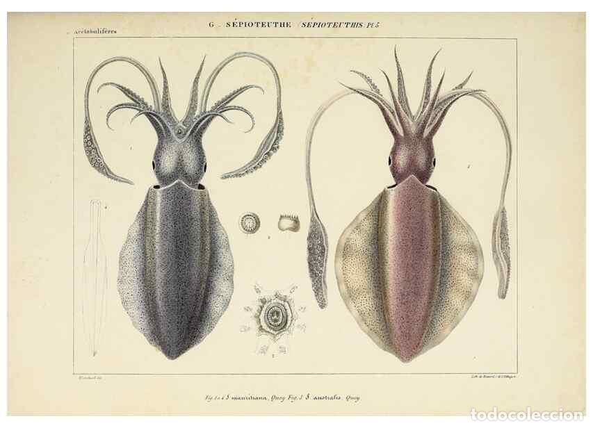 Collection Magazines and Newspapers: Reproducci&oacute;n/Reproduction 49435156167: Histoire naturelle, g&eacute;n&eacute;rale et particuli&egrave;re des c&eacute;phalopodes