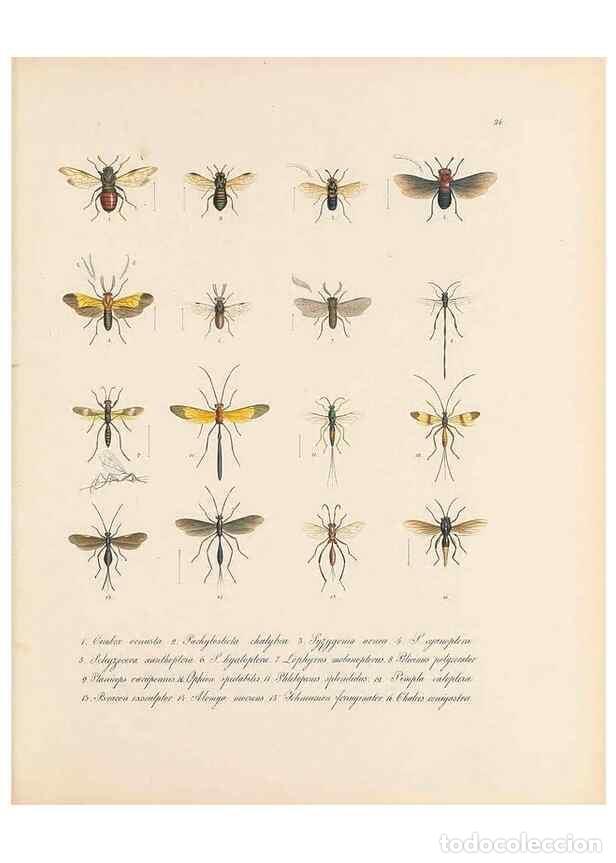 Collection Magazines and Newspapers: Reproducci&oacute;n/Reproduction 49430832198: Delectus animalium articulatorum :. Monachii :Impensis Editor