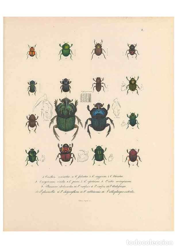 Collection Magazines and Newspapers: Reproducci&oacute;n/Reproduction 49431301986: Delectus animalium articulatorum :. Monachii :Impensis Editor