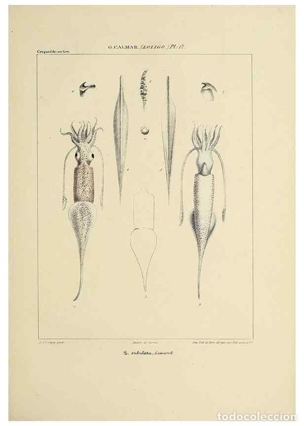 Collection Magazines and Newspapers: Reproducci&oacute;n/Reproduction 49434941441: Histoire naturelle, g&eacute;n&eacute;rale et particuli&egrave;re des c&eacute;phalopodes