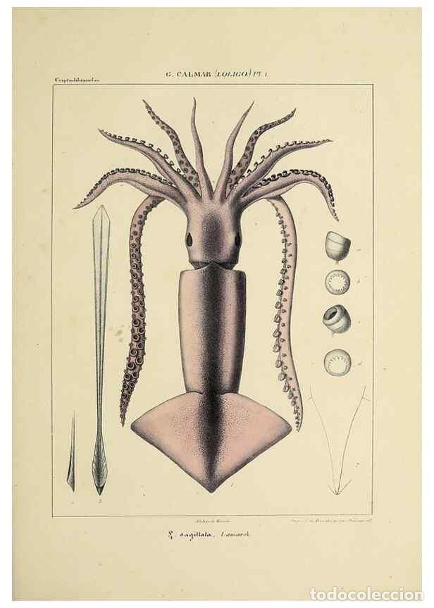 Collection Magazines and Newspapers: Reproducci&oacute;n/Reproduction 49434935821: Histoire naturelle, g&eacute;n&eacute;rale et particuli&egrave;re des c&eacute;phalopodes