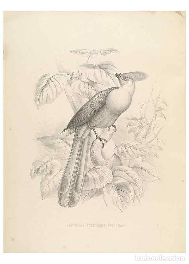 Collection Magazines and Newspapers: Reproducci&oacute;n/Reproduction 49435221978: De toerako's, afgebeeld en beschreven door H. Schlegel onder