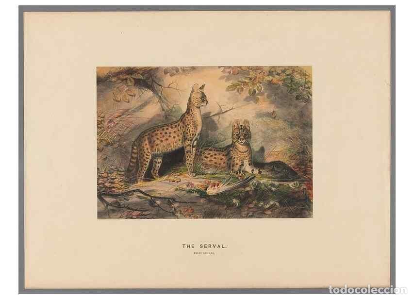 Collection Magazines and Newspapers: Reproducci&oacute;n/Reproduction 49419072231: Zoological sketches /. London :Henry Graves,1861-1867.. - Wol