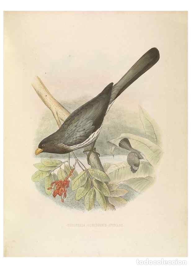 Collection Magazines and Newspapers: Reproducci&oacute;n/Reproduction 49435697706: De toerako's, afgebeeld en beschreven door H. Schlegel onder