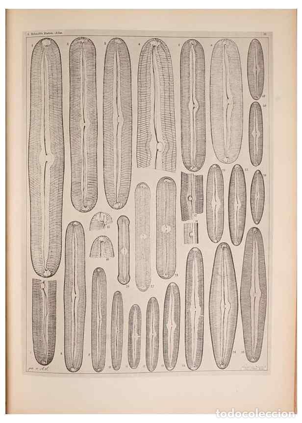 Collection Magazines and Newspapers: Reproducci&oacute;n/Reproduction 49390083732: Atlas der Diatomaceen-Kunde /. Leipzig :O.R. Reisland,[1874-1