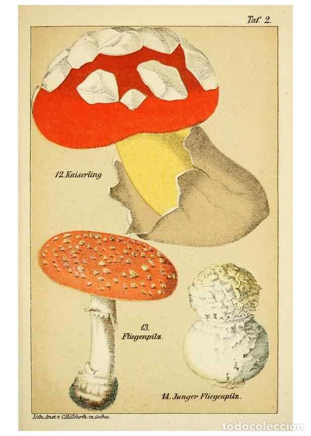 Collection Magazines and Newspapers: Reproducci&oacute;n/Reproduction 49456263672: Prof. Dr. Harald O. Lenz' Ntzliche, schdliche und verdchtige