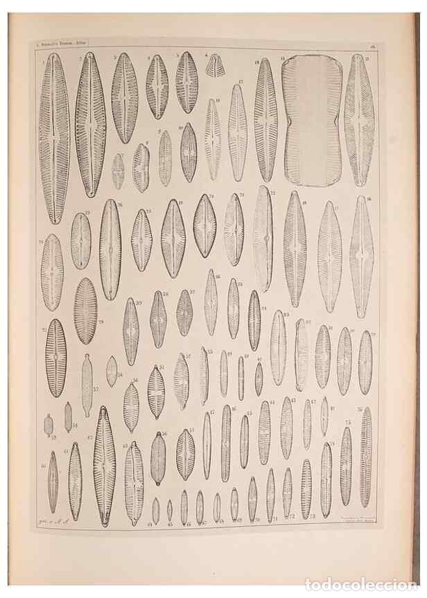 Collection Magazines and Newspapers: Reproducci&oacute;n/Reproduction 49390085377: Atlas der Diatomaceen-Kunde /. Leipzig :O.R. Reisland,[1874-1