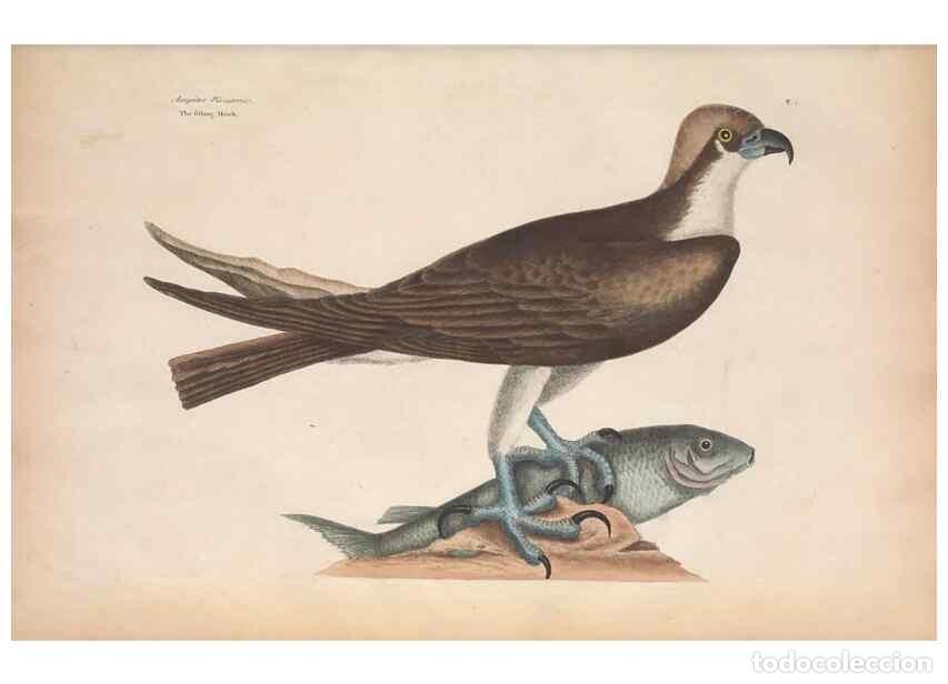 Collection Magazines and Newspapers: Reproducci&oacute;n/Reproduction 49457085047: The natural history of Carolina, Florida, and the Bahama Isla