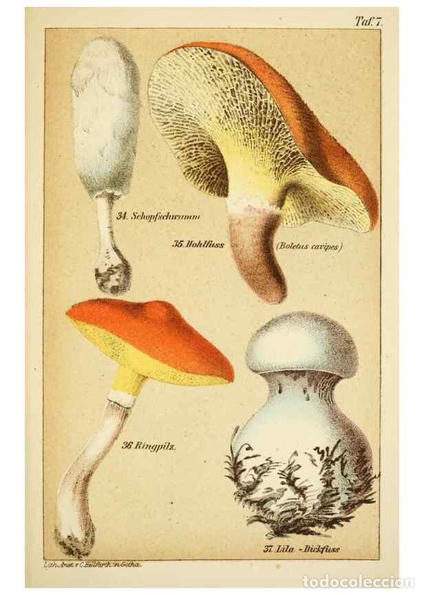 Collection Magazines and Newspapers: Reproducci&oacute;n/Reproduction 49455562958: Prof. Dr. Harald O. Lenz' Ntzliche, schdliche und verdchtige