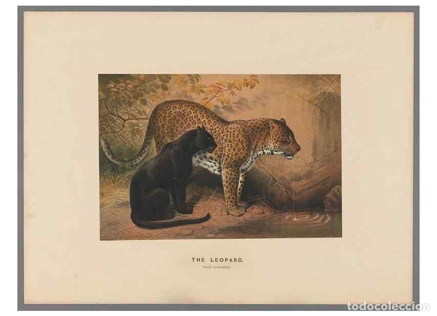 Collection Magazines and Newspapers: Reproducci&oacute;n/Reproduction 49419290537: Zoological sketches /. London :Henry Graves,1861-1867.. - Wol