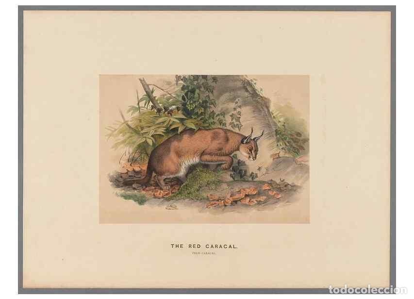 Collection Magazines and Newspapers: Reproducci&oacute;n/Reproduction 49419292152: Zoological sketches /. London :Henry Graves,1861-1867.. - Wol