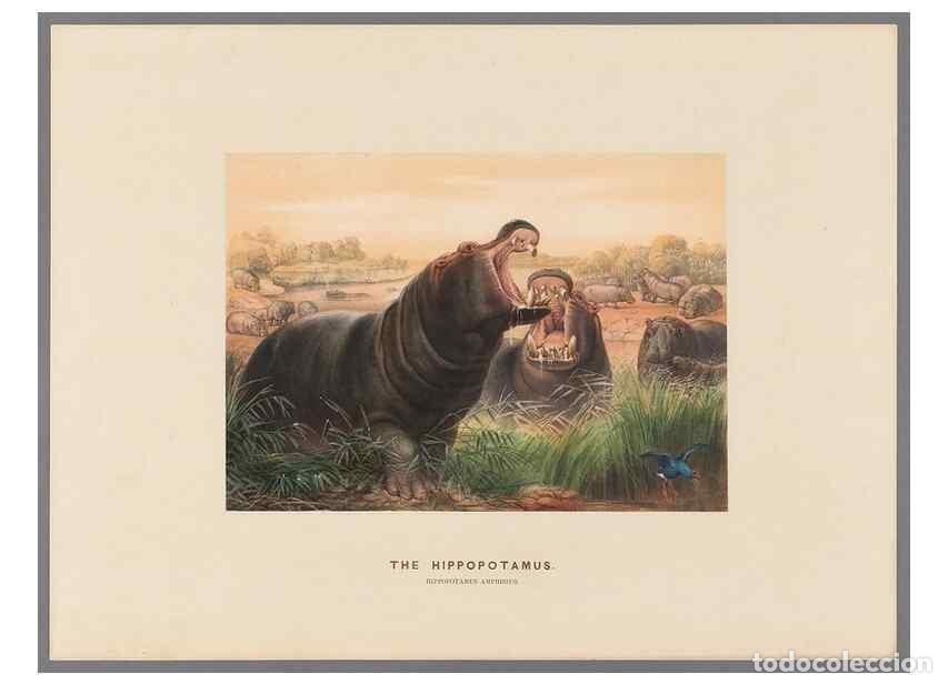 Collection Magazines and Newspapers: Reproducci&oacute;n/Reproduction 49419295347: Zoological sketches /. London :Henry Graves,1861-1867.. - Wol