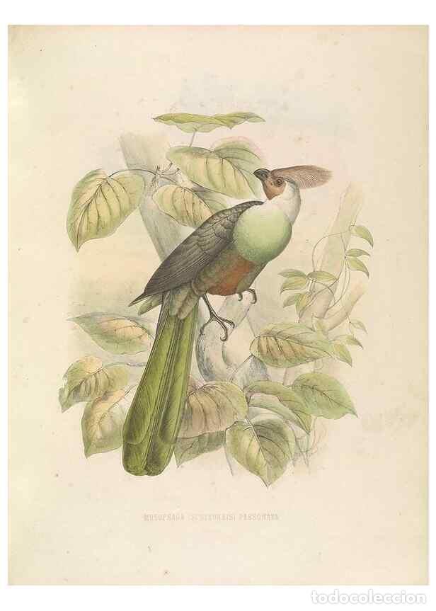 Collection Magazines and Newspapers: Reproducci&oacute;n/Reproduction 49435918732: De toerako's, afgebeeld en beschreven door H. Schlegel onder