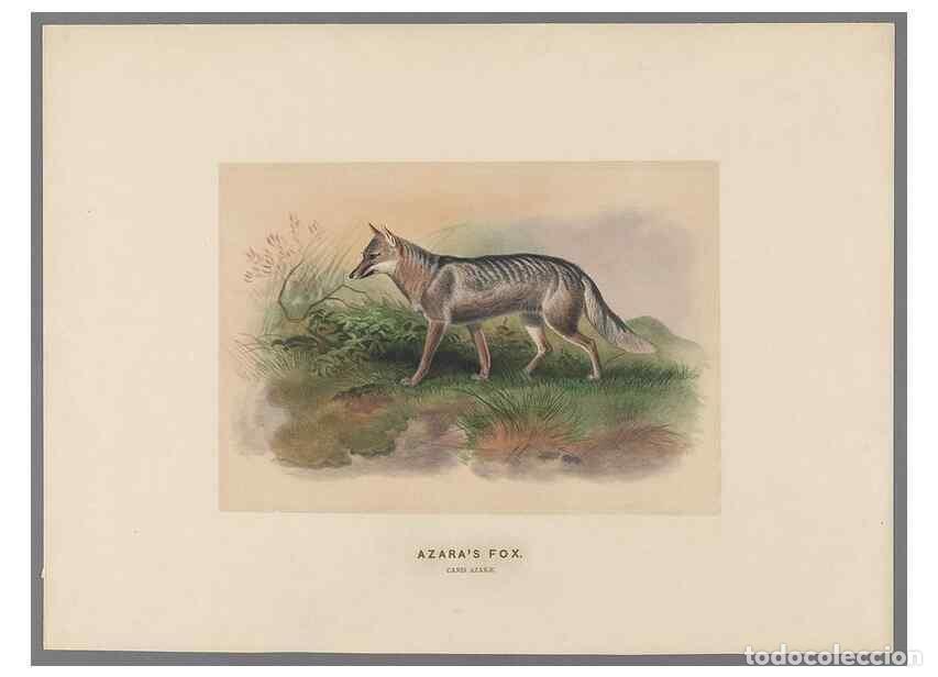 Collection Magazines and Newspapers: Reproducci&oacute;n/Reproduction 49418604618: Zoological sketches /. London :Henry Graves,1861-1867.. - Wol