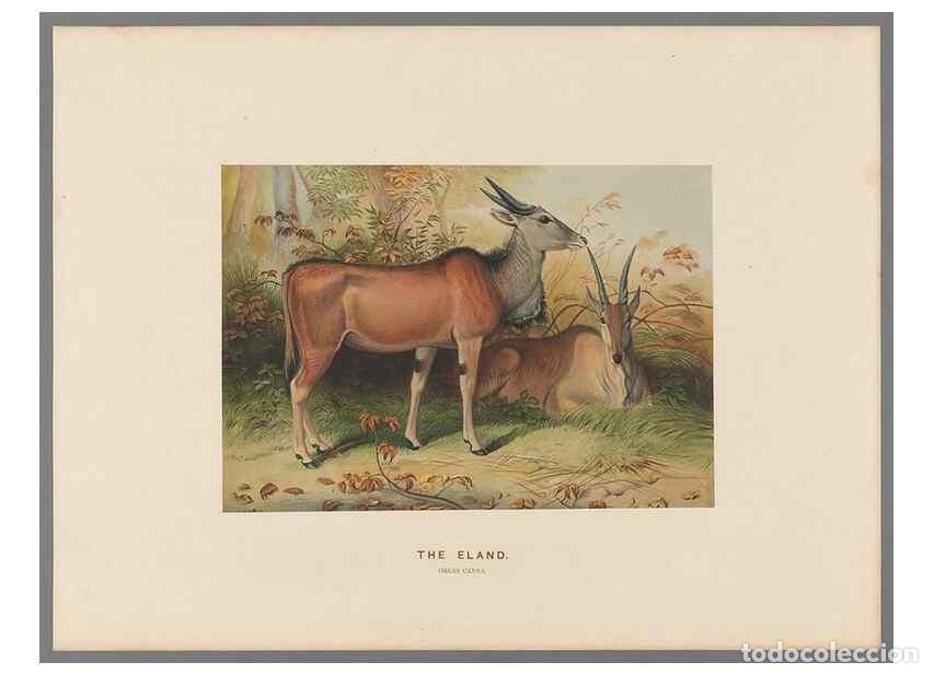 Collection Magazines and Newspapers: Reproducci&oacute;n/Reproduction 49419074941: Zoological sketches /. London :Henry Graves,1861-1867.. - Wol