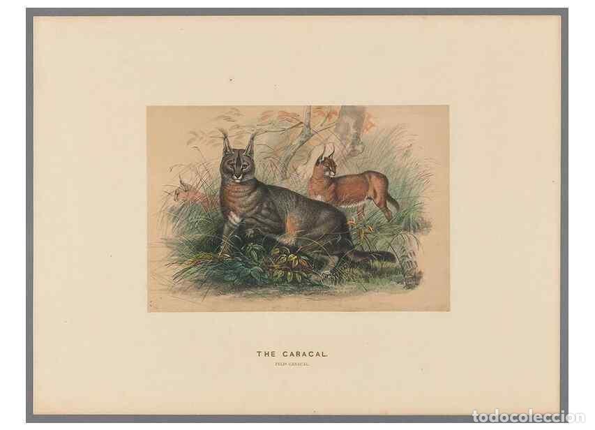 Collection Magazines and Newspapers: Reproducci&oacute;n/Reproduction 49419072741: Zoological sketches /. London :Henry Graves,1861-1867.. - Wol