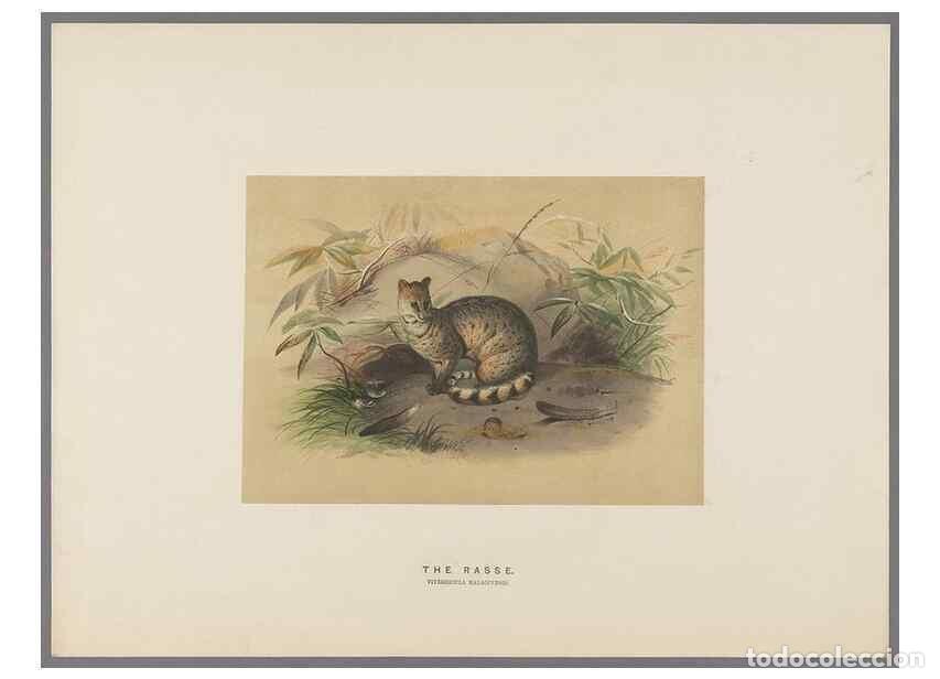 Collection Magazines and Newspapers: Reproducci&oacute;n/Reproduction 49419339987: Zoological sketches /. London :Henry Graves,1861-1867.. - Wol