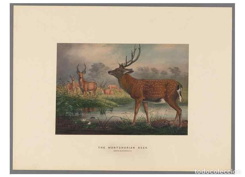 Collection Magazines and Newspapers: Reproducci&oacute;n/Reproduction 49418654083: Zoological sketches /. London :Henry Graves,1861-1867.. - Wol