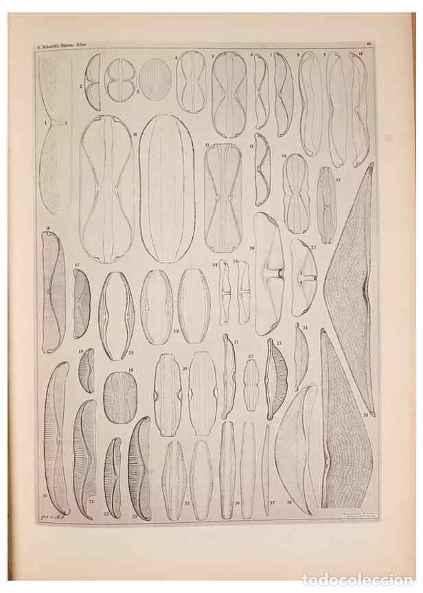 Collection Magazines and Newspapers: Reproducci&oacute;n/Reproduction 49389412243: Atlas der Diatomaceen-Kunde /. Leipzig :O.R. Reisland,[1874-1