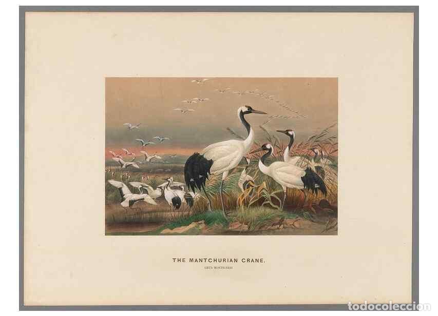 Collection Magazines and Newspapers: Reproducci&oacute;n/Reproduction 49419299837: Zoological sketches /. London :Henry Graves,1861-1867.. - Wol
