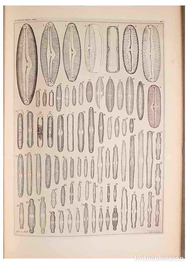 Collection Magazines and Newspapers: Reproducci&oacute;n/Reproduction 49390084957: Atlas der Diatomaceen-Kunde /. Leipzig :O.R. Reisland,[1874-1
