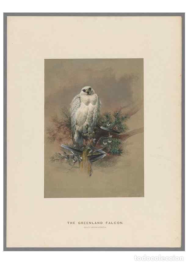 Collection Magazines and Newspapers: Reproducci&oacute;n/Reproduction 49418608333: Zoological sketches /. London :Henry Graves,1861-1867.. - Wol