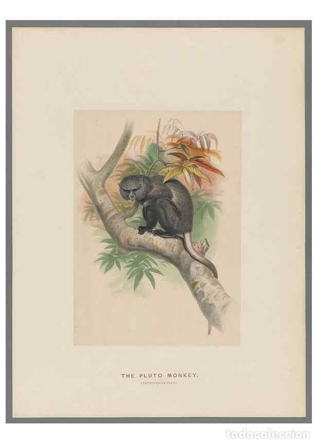 Collection Magazines and Newspapers: Reproducci&oacute;n/Reproduction 49419290092: Zoological sketches /. London :Henry Graves,1861-1867.. - Wol