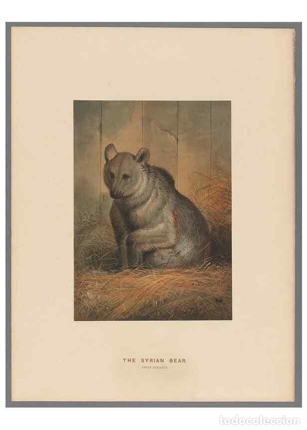 Colecionismo de Revistas e Jornais: Reproducci&oacute;n/Reproduction 49419074116: Zoological sketches /. London :Henry Graves,1861-1867.. - Wol
