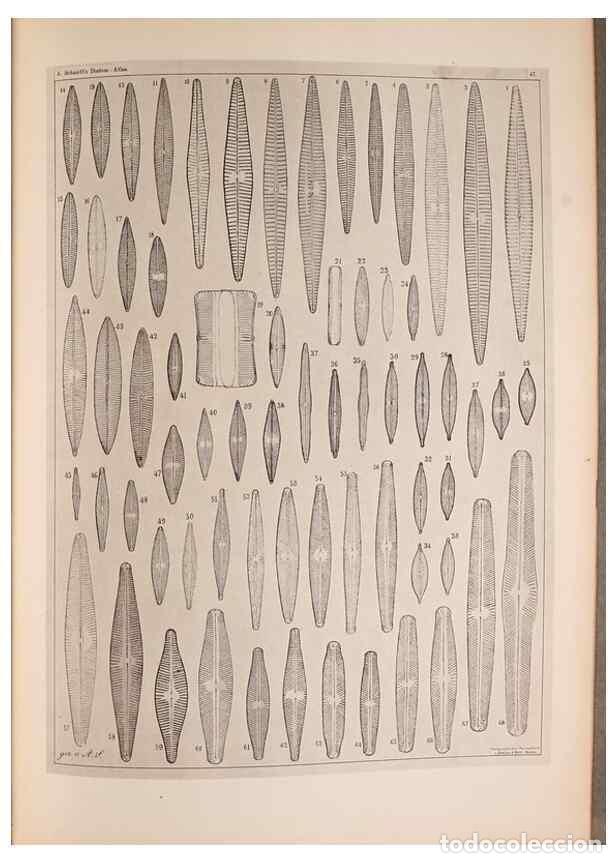 Colecionismo de Revistas e Jornais: Reproducci&oacute;n/Reproduction 49389414988: Atlas der Diatomaceen-Kunde /. Leipzig :O.R. Reisland,[1874-1