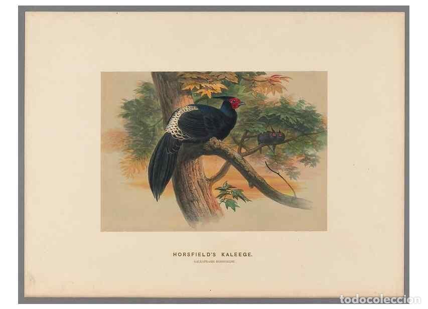Colecionismo de Revistas e Jornais: Reproducci&oacute;n/Reproduction 49419298017: Zoological sketches /. London :Henry Graves,1861-1867.. - Wol