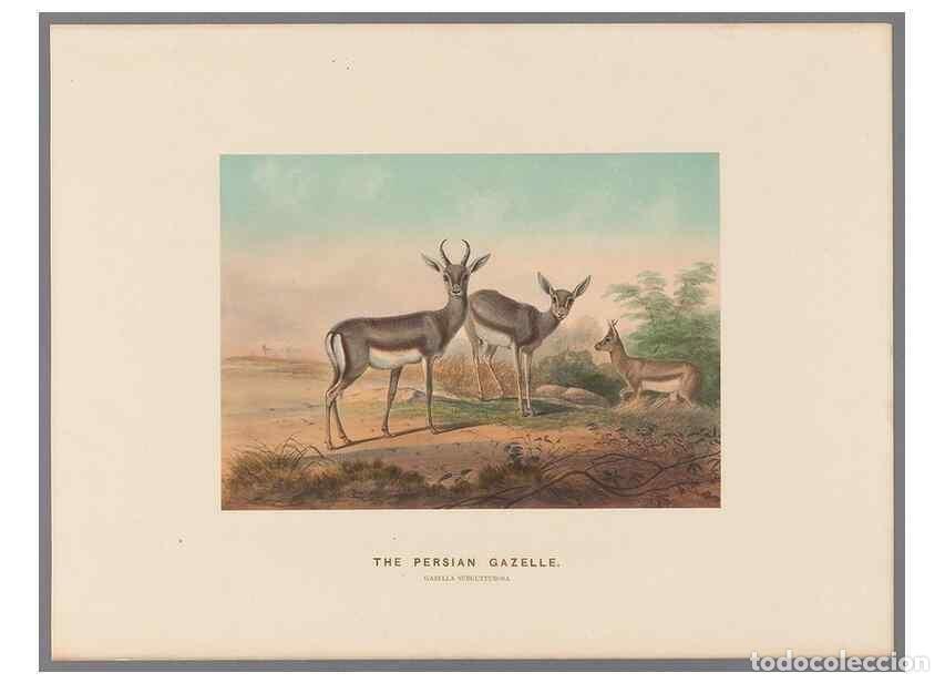 Colecionismo de Revistas e Jornais: Reproducci&oacute;n/Reproduction 49419075231: Zoological sketches /. London :Henry Graves,1861-1867.. - Wol