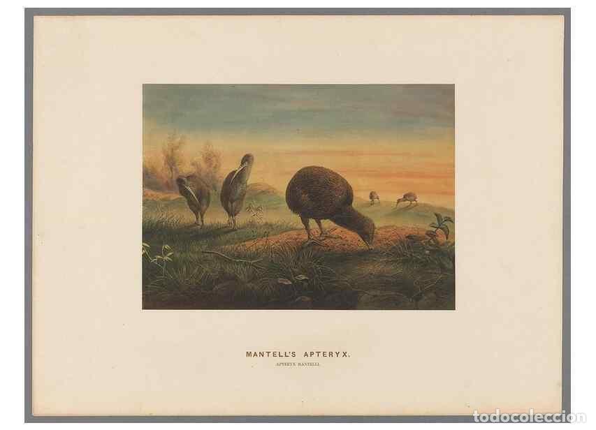 Colecionismo de Revistas e Jornais: Reproducci&oacute;n/Reproduction 49418610738: Zoological sketches /. London :Henry Graves,1861-1867.. - Wol
