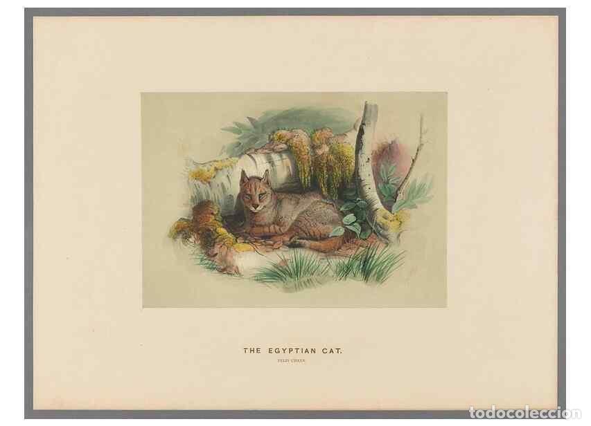 Colecionismo de Revistas e Jornais: Reproducci&oacute;n/Reproduction 49419072521: Zoological sketches /. London :Henry Graves,1861-1867.. - Wol