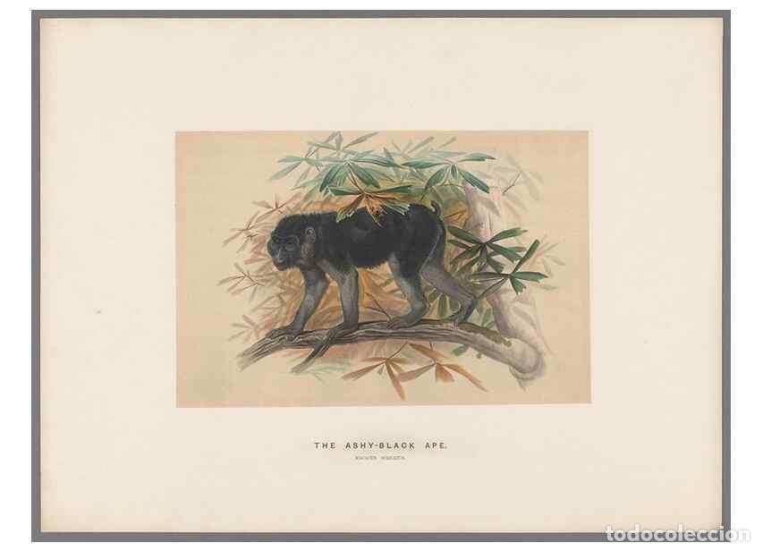 Colecionismo de Revistas e Jornais: Reproducci&oacute;n/Reproduction 49418651733: Zoological sketches /. London :Henry Graves,1861-1867.. - Wol