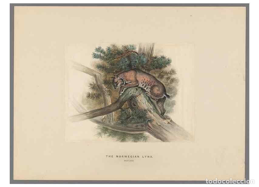 Colecionismo de Revistas e Jornais: Reproducci&oacute;n/Reproduction 49419339517: Zoological sketches /. London :Henry Graves,1861-1867.. - Wol