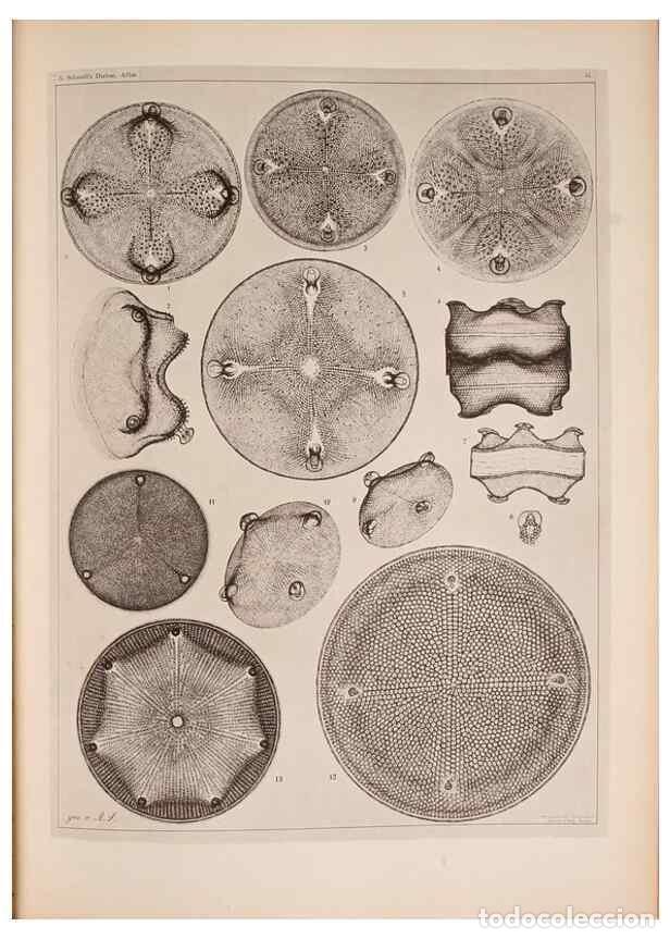 Colecionismo de Revistas e Jornais: Reproducci&oacute;n/Reproduction 49389886691: Atlas der Diatomaceen-Kunde /. Leipzig :O.R. Reisland,[1874-1