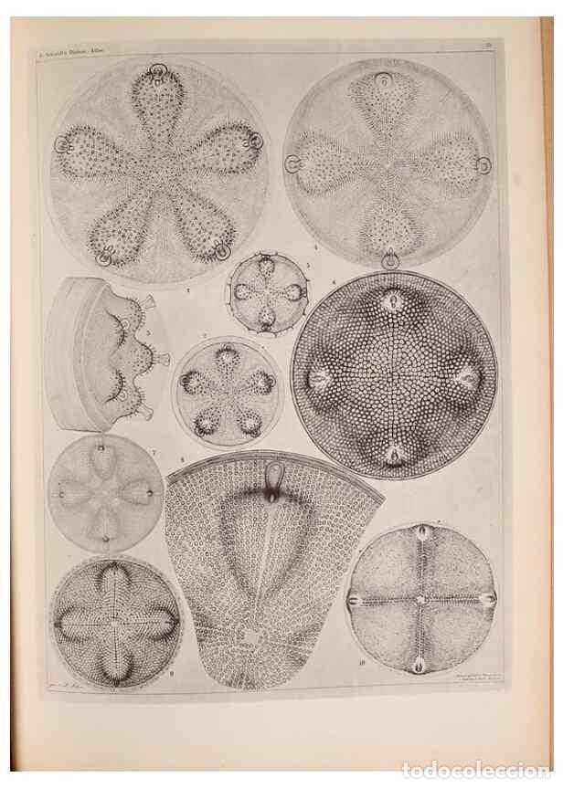 Colecionismo de Revistas e Jornais: Reproducci&oacute;n/Reproduction 49389884526: Atlas der Diatomaceen-Kunde /. Leipzig :O.R. Reisland,[1874-1