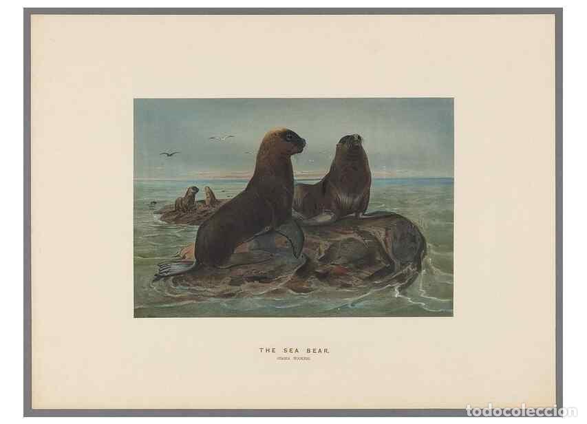 Colecionismo de Revistas e Jornais: Reproducci&oacute;n/Reproduction 49418653743: Zoological sketches /. London :Henry Graves,1861-1867.. - Wol