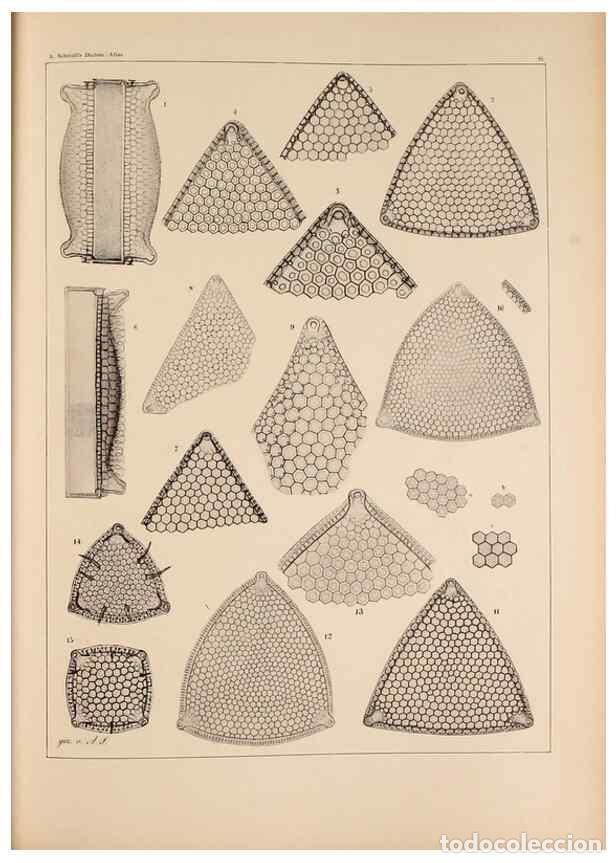 Colecionismo de Revistas e Jornais: Reproducci&oacute;n/Reproduction 49389196603: Atlas der Diatomaceen-Kunde /. Leipzig :O.R. Reisland,[1874-1
