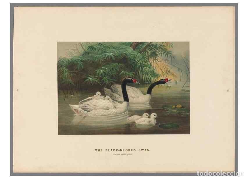 Colecionismo de Revistas e Jornais: Reproducci&oacute;n/Reproduction 49419081451: Zoological sketches /. London :Henry Graves,1861-1867.. - Wol