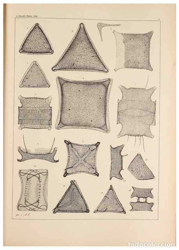 Collection Magazines and Newspapers: Reproducci&oacute;n/Reproduction 49389867132: Atlas der Diatomaceen-Kunde /. Leipzig :O.R. Reisland,[1874-1