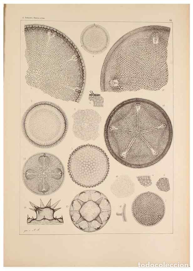 Collection Magazines and Newspapers: Reproducci&oacute;n/Reproduction 49389199773: Atlas der Diatomaceen-Kunde /. Leipzig :O.R. Reisland,[1874-1