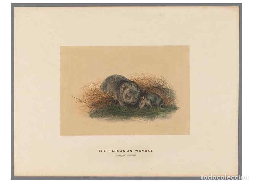 Collection Magazines and Newspapers: Reproducci&oacute;n/Reproduction 49419077376: Zoological sketches /. London :Henry Graves,1861-1867.. - Wol