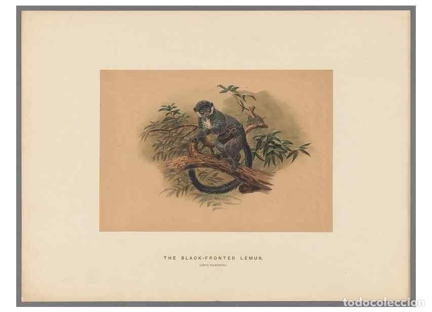 Collection Magazines and Newspapers: Reproducci&oacute;n/Reproduction 49419338682: Zoological sketches /. London :Henry Graves,1861-1867.. - Wol