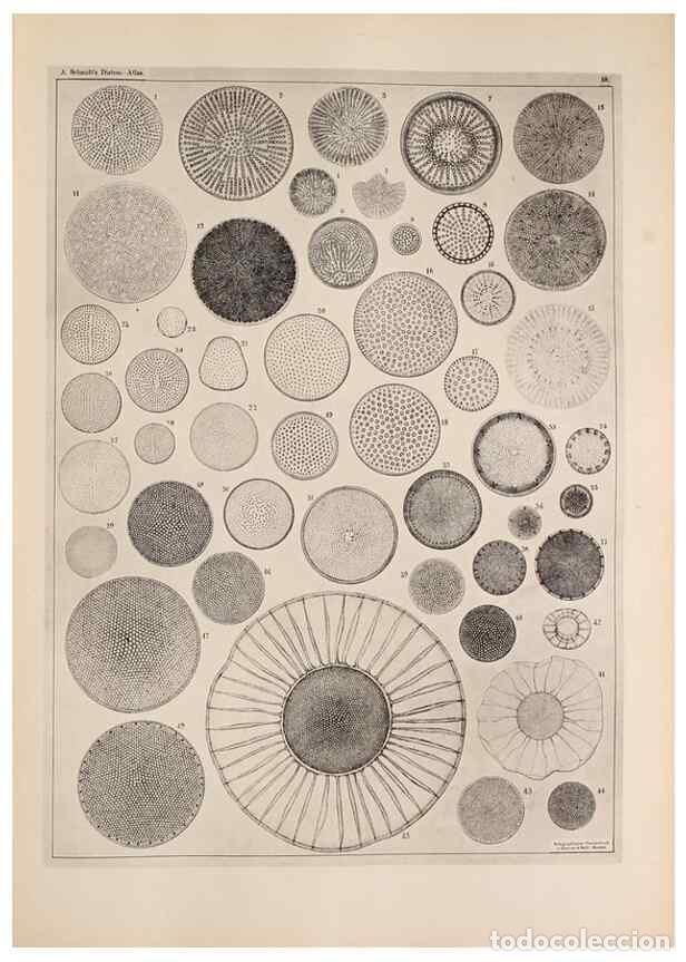 Collection Magazines and Newspapers: Reproducci&oacute;n/Reproduction 49389661161: Atlas der Diatomaceen-Kunde /. Leipzig :O.R. Reisland,[1874-1
