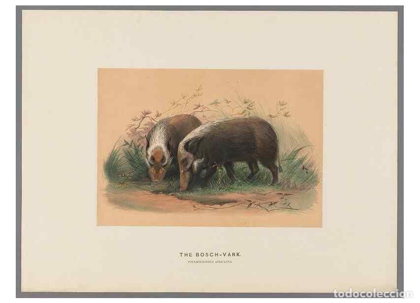 Collection Magazines and Newspapers: Reproducci&oacute;n/Reproduction 49418607008: Zoological sketches /. London :Henry Graves,1861-1867.. - Wol