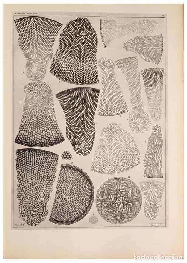 Collection Magazines and Newspapers: Reproducci&oacute;n/Reproduction 49389190538: Atlas der Diatomaceen-Kunde /. Leipzig :O.R. Reisland,[1874-1