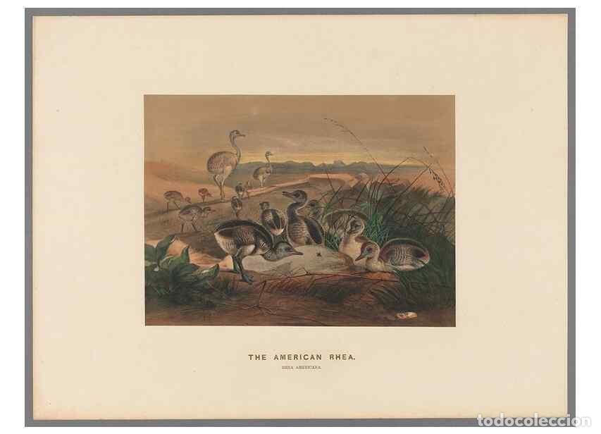 Collection Magazines and Newspapers: Reproducci&oacute;n/Reproduction 49419298832: Zoological sketches /. London :Henry Graves,1861-1867.. - Wol