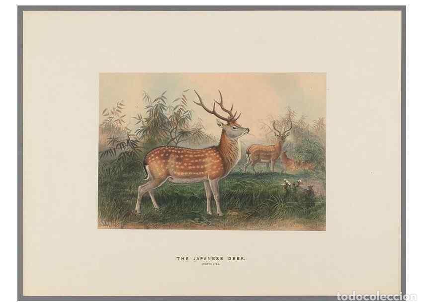 Collection Magazines and Newspapers: Reproducci&oacute;n/Reproduction 49419122341: Zoological sketches /. London :Henry Graves,1861-1867.. - Wol